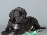 щенки кане корсо, фотография 2