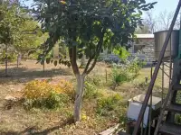 Продается две дачи на смежных участках. 50,00 м2, фотография 7