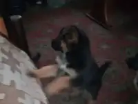 Продаю щенков немецкой овчарки