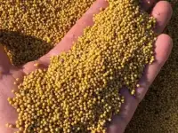 Горчица на сидерат ПРОДАМ