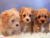 Продаются щенки мальтипу