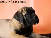 Продаются щенки бульмастифа