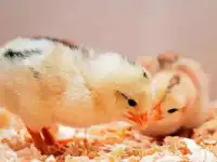 Суточный молодняк домашней птицы, Инкубатор Энем