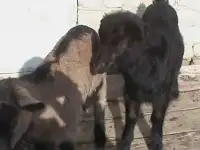 продам козочек от чешки