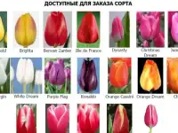 Тюльпаны