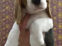 Щенки бигля элитные, фотография 4