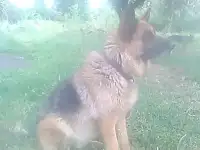 щенки, фотография 2