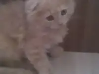 Ласковые котята