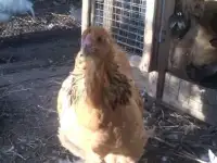 Инкубационное яйцо породных кур в Тольятти, фотография 2