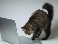 Сайты для Вас!