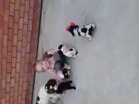 Продам щенков спаниеля