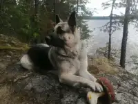 Элитные щенки ВЕО, знаменитая и легендарная 