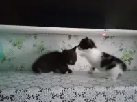 котята в подарок, фотография 9