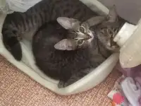 Котенок ждёт добрых и ответственных хозяев, фотография 12