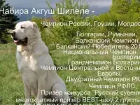 Предлогаются к продаже щенки CAO, фотография 7