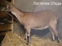 альпийские козлята, фотография 2