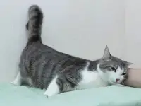 Невероятно красивая и добрая кошка Люми в хорошие руки, фотография 3
