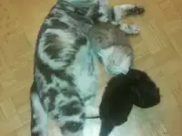 Продаются шотландские котятки