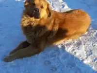 СОС,Большой Рыжий Пёс,Умница Ищет Дом