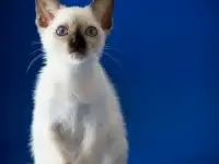 Котята из питомника Тайский Сапфир от Чемпиона Мира