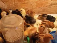 Цыплята