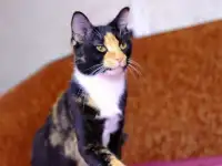 Срочно отдам!!!!, фотография 4