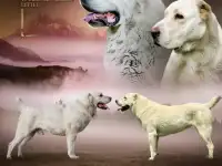 Щенки среднеазиатской овчарки (САО, алабай)