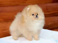 Померанский шпиц мини мишка