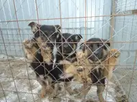продам щенков немецкой овчарки