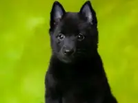 Собака