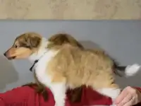 Щенки колли, фотография 2
