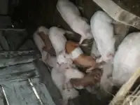 Поросята ландрас