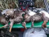 Охота на утку с подсадными живыми утками