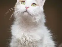 Ласковый красавчик Милош в самые добрые руки!, фотография 4