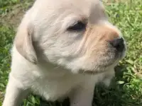 Щенки Лабрадора