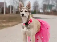 Ксю