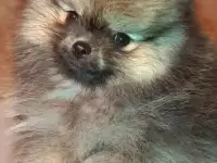 Очаровательные померашки!