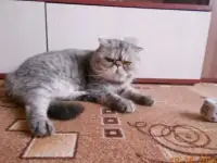 Котик на вязку, фотография 7
