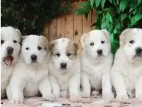 Куплю щенка САО