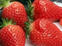 Рассада клубники и малины
