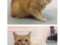 Стрижка собак и кошек, фотография 3