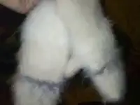 Пуховые изделия, фотография 3
