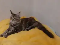 Девочка мейн-кун, фотография 2