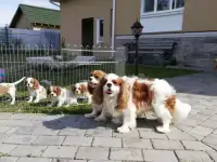 Кавалер кинг чарльз спаниель, фотография 4