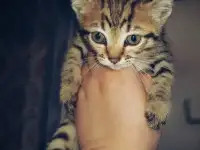 Бенгалы