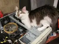 Срочный ремонт компьютерной техники