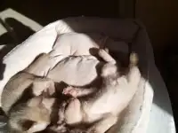 Котята европейской бурмы доступны , готовы к переезду., фотография 4