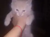 Котята в добрые руки, фотография 3