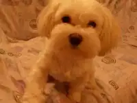 Пропал пес