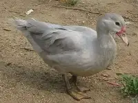 Муларды, индоутята